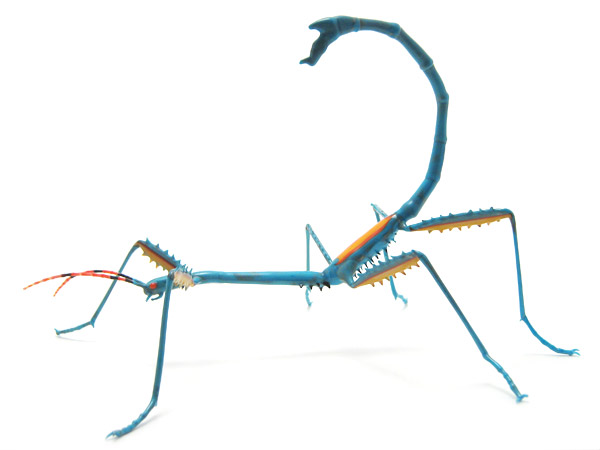 Achrioptera fallax, glass walking stick by Wesley Fleming