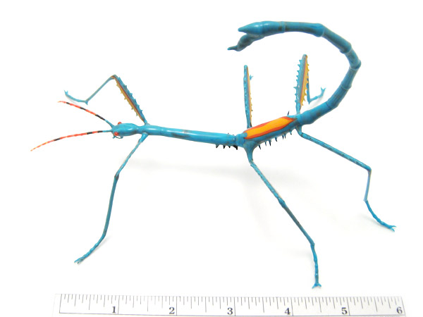 Achrioptera fallax, glass A. fallax by Wesley Fleming