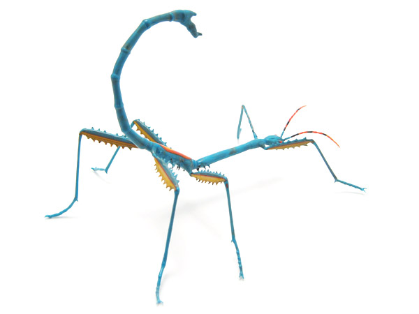 Achrioptera fallax, glass bug by Wesley Fleming