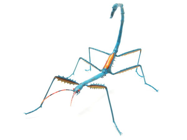 Achrioptera fallax, glass insect by Wesley Fleming