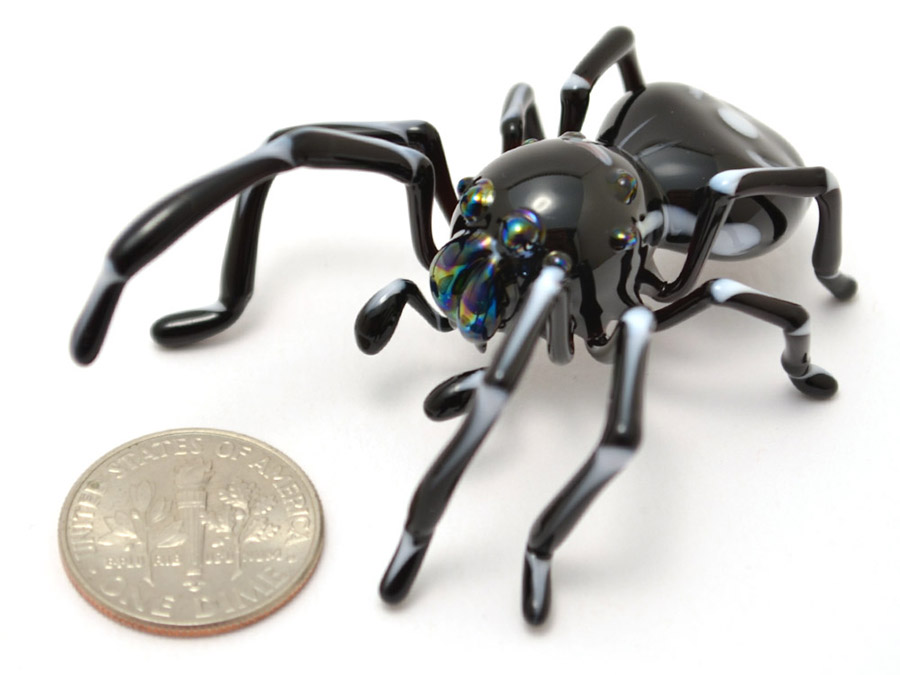 Bold Jumping Spider, glass spider by Wesley Fleming