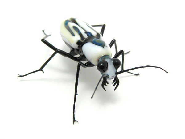 Tiger Beetle \"Cicindela dorsalis\", glass insect by Wesley Fleming