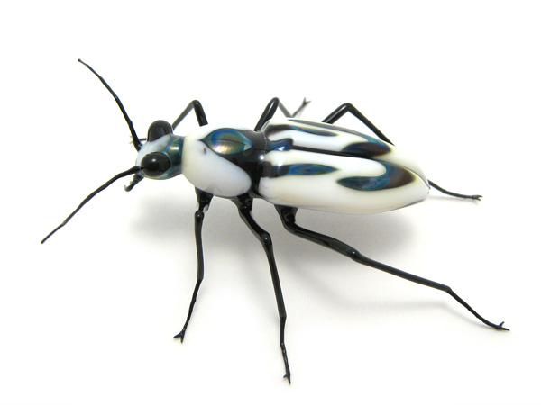 Tiger Beetle \"Cicindela dorsalis\", glass beetle by Wesley Fleming