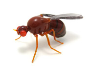 D-melanogaster