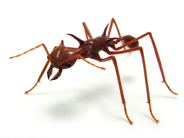 leafcutter ant made as gift for E.O. Wilson, presented April 10, 2009, glass insect by Wesley Fleming