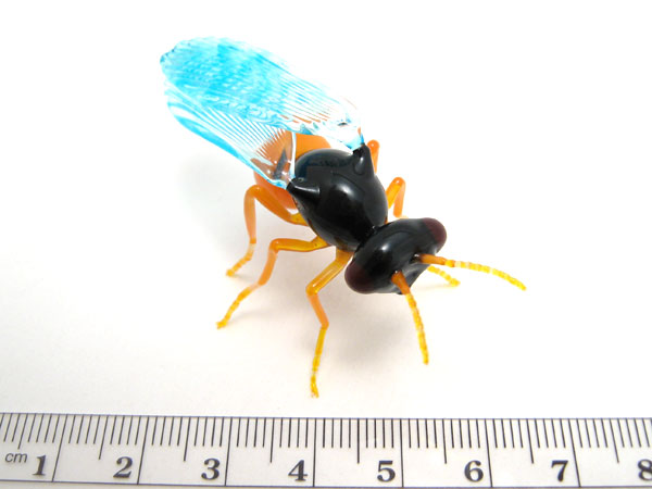 Encarsia formosa - parasitic wasp, glass wasp by Wesley Fleming