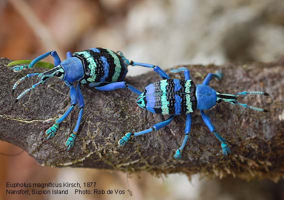 Eupholus magnificus, photo of actual weevil
