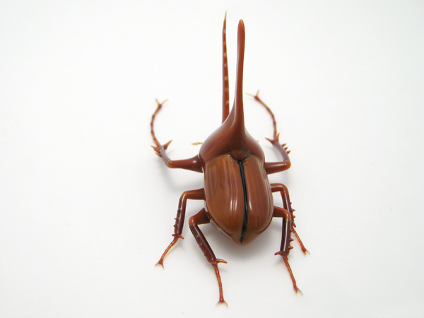 Golofa porteri hope, glass insect by Wesley Fleming
