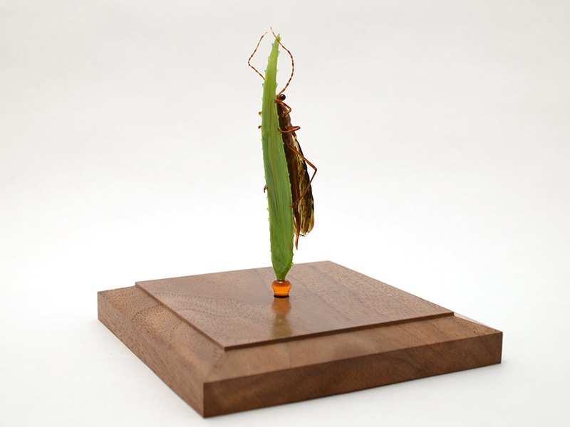 Owlfly Resting on Grass, glass owlfly by Wesley Fleming