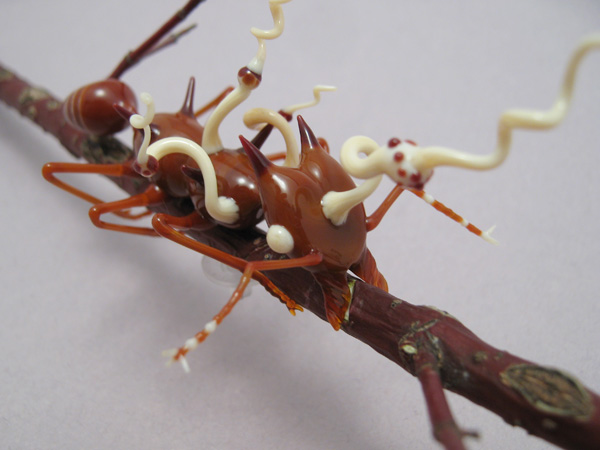 Leafcutter Ant Infected with Cordyceps Fungus, glass insect by Wesley Fleming