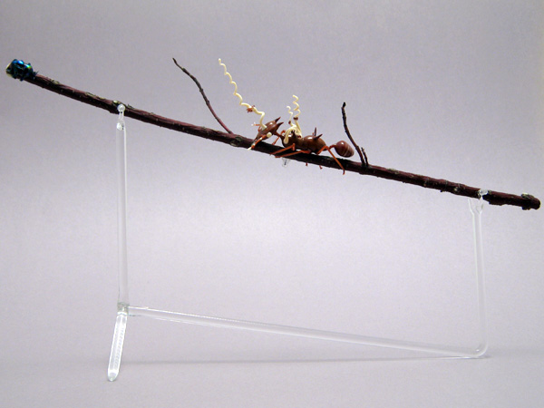 Leafcutter Ant Infected with Cordyceps Fungus, glass ant by Wesley Fleming
