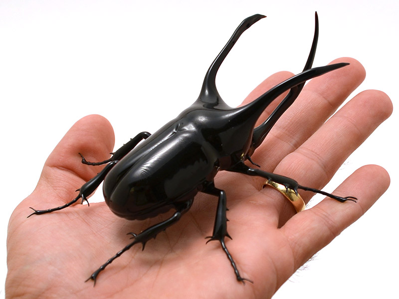 Atlas Beetle - Chalcosoma atlas, glass atlas beetle by Wesley Fleming