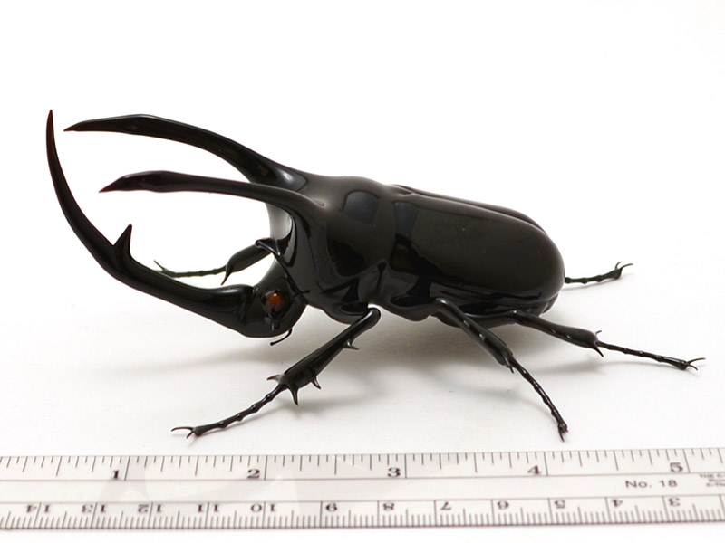 Atlas Beetle - Chalcosoma atlas, glass Chalcosoma atlas by Wesley Fleming