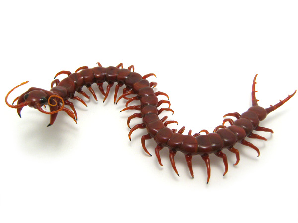 Centipede (the second!), glass insect by Wesley Fleming