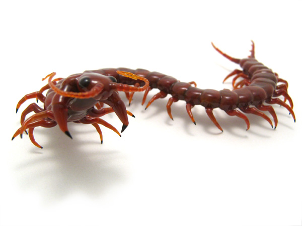 Centipede (the second!), glass centipede by Wesley Fleming