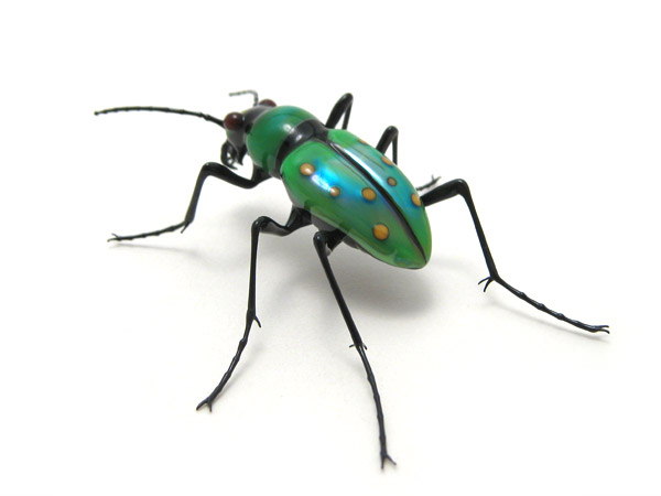 Cicindela campestris, glass bug by Wesley Fleming
