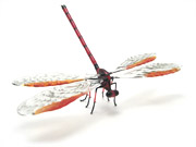 dfly-red_GH
