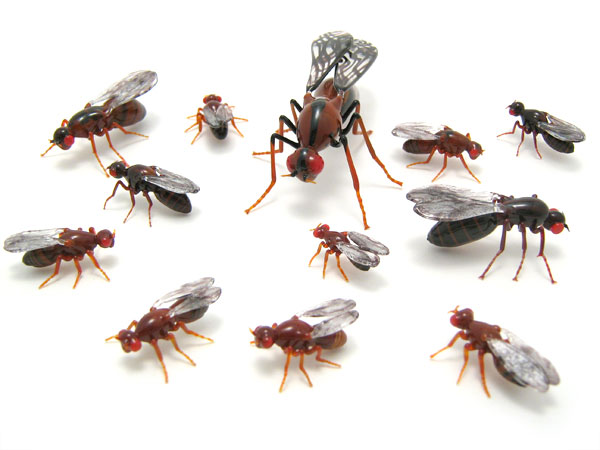 Drosophila - 12 species, glass insects by Wesley Fleming