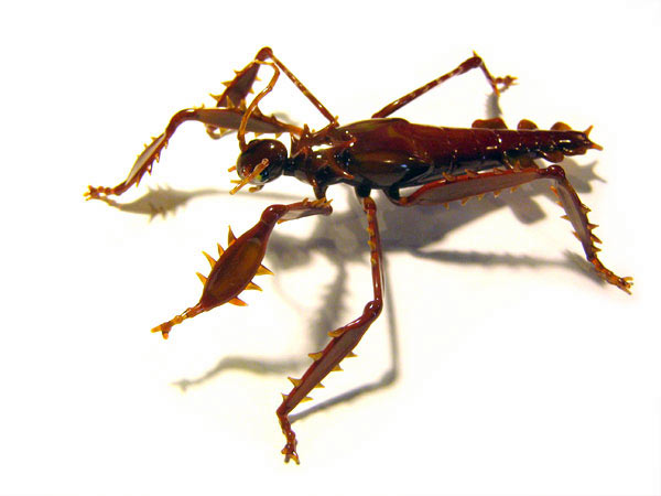 Extatosoma tiaratum, glass insect by Wesley Fleming