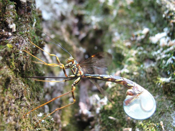 Giant Ichneumon Wasp, giant ichneumon wasp photo by Wesley Fleming