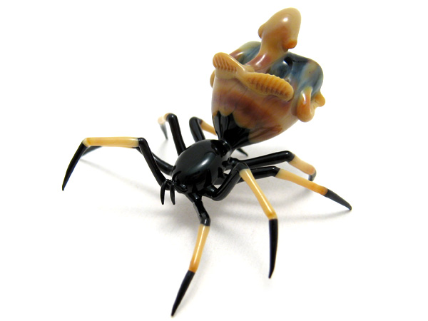 Goblin-Backed Crab spider, glass spider by Wesley Fleming