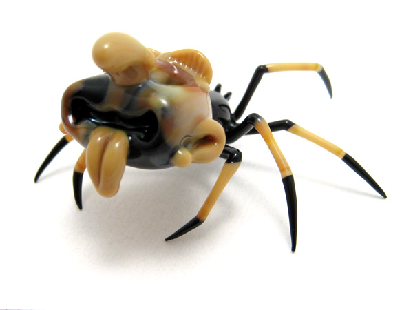 Goblin-Backed Crab spider, glass spider by Wesley Fleming