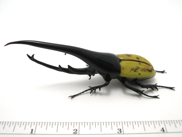 Hercules Beetle, glass beetle by Wesley Fleming
