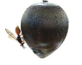 hornet-nest-single
