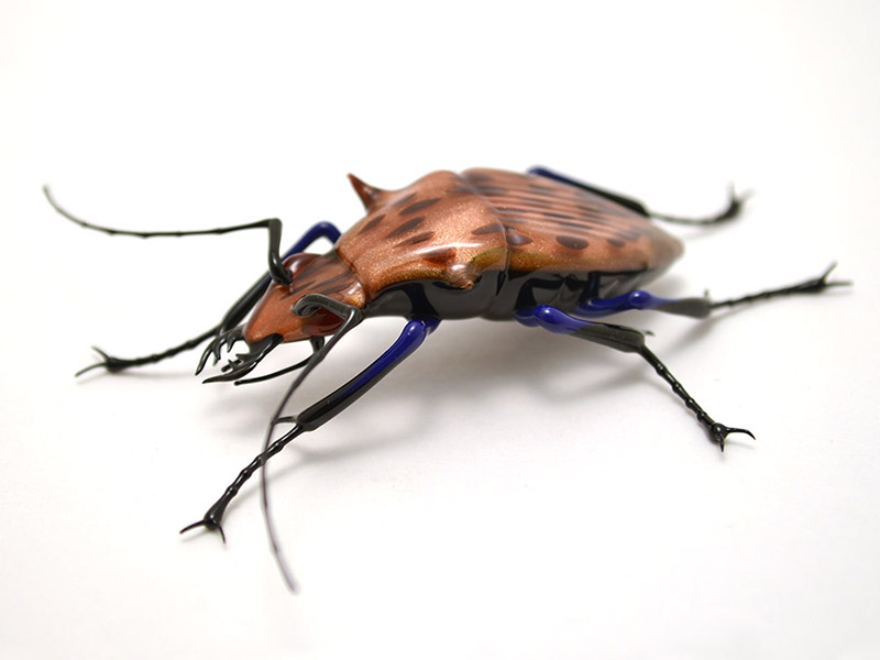 Spotted Goldstone Tiger Beetle, glass tiger beetle by Wesley Fleming