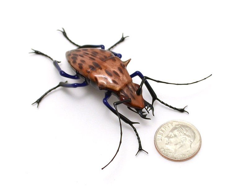Spotted Goldstone Tiger Beetle, glass beetle by Wesley Fleming