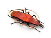 jwl-btl-ruby-longhorn