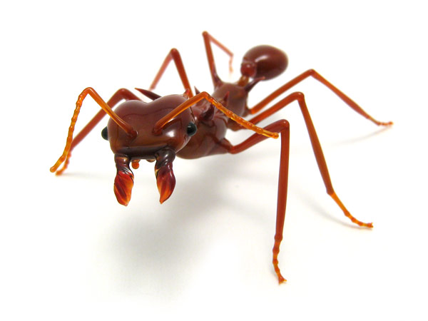 Leafcutter Ant, glass insect by Wesley Fleming