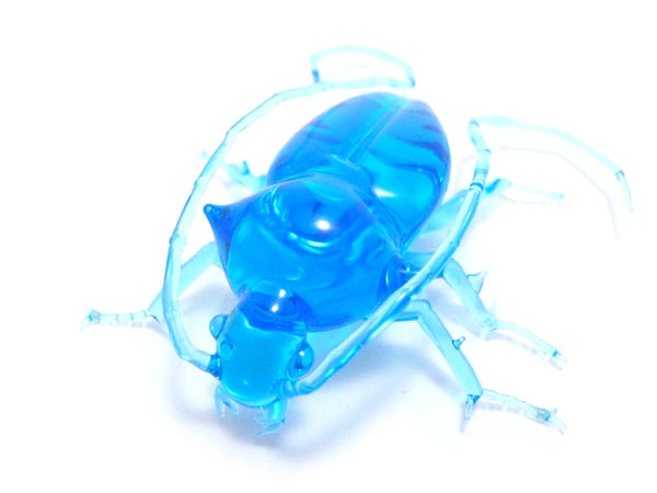 Transparent Longhorn Beetle, glass beetle by Wesley Fleming