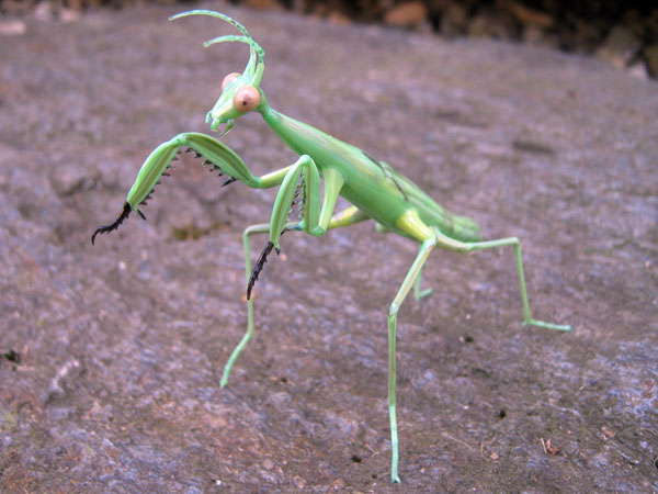 Preying Mantis, glass mantis by Wesley Fleming