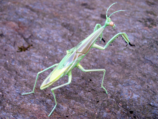 Preying Mantis, glass mantis by Wesley Fleming