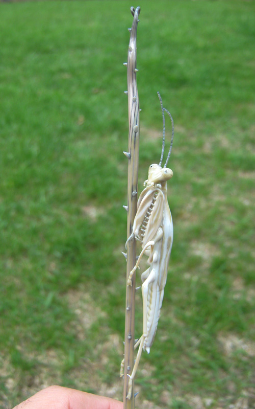 Ghost Mantis Hiding on Briar Branch, glass wasp by Wesley Fleming