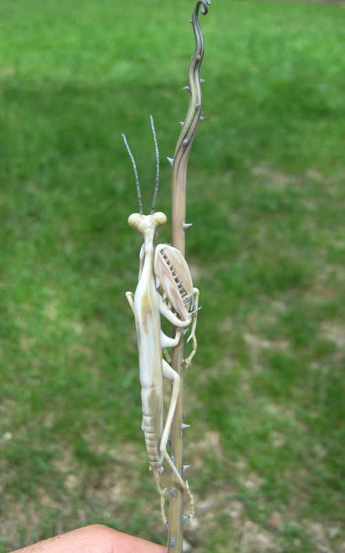 Ghost Mantis Hiding on Briar Branch, glass wasp by Wesley Fleming