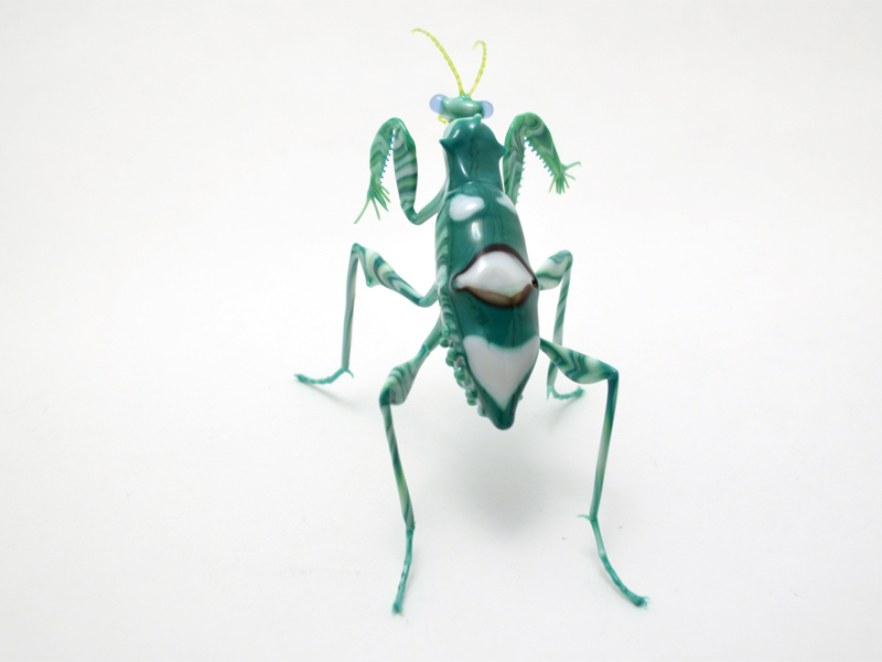 Chlidonoptera vexillum, glass insect by Wesley Fleming