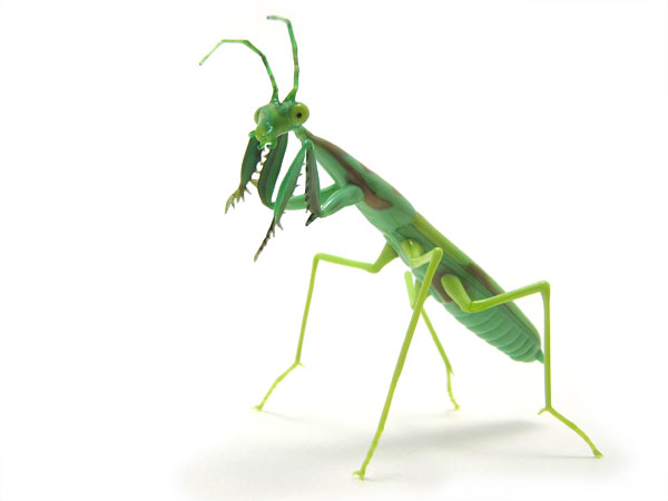 Preying Mantis, glass insect by Wesley Fleming