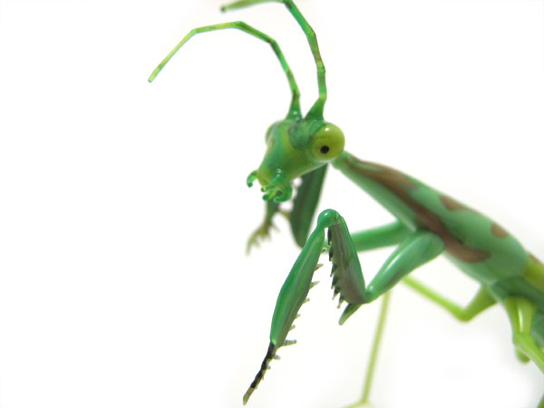 Preying Mantis, glass bug by Wesley Fleming