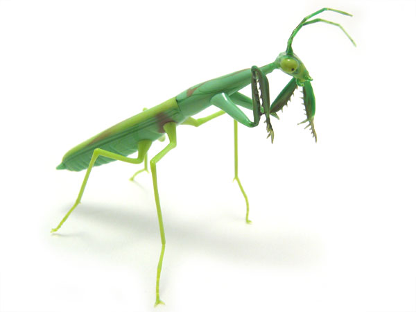 Preying Mantis, glass mantis by Wesley Fleming