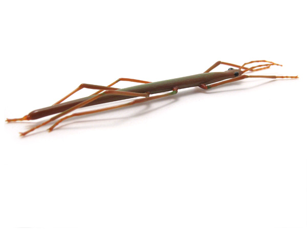 Mini Stick Bug, glass bug by Wesley Fleming