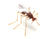 mosquito