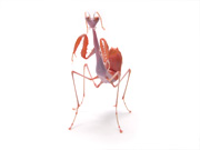 orchid-mantis3