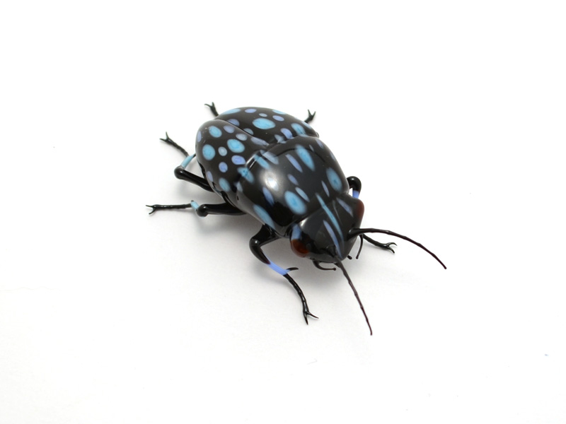 Blue Spotted Leaf Chafer Beetle, glass beetle by Wesley Fleming