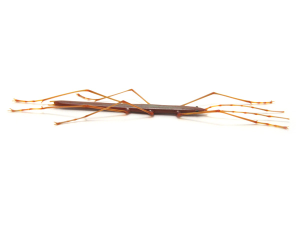 Walking Stick, glass phasmatodea by Wesley Fleming