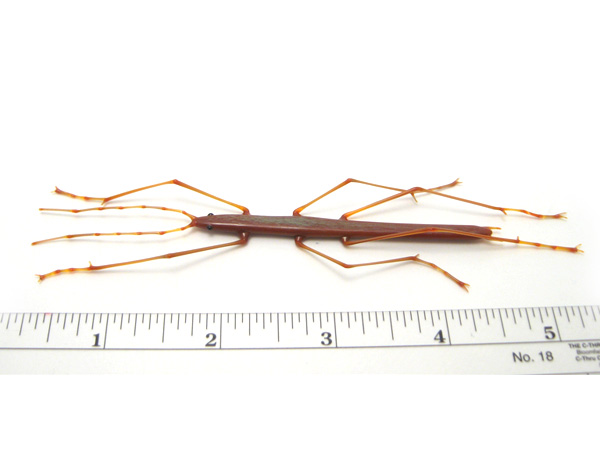 Walking Stick, glass phasmid by Wesley Fleming