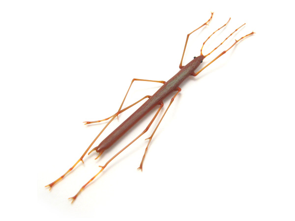 Walking Stick, glass bug by Wesley Fleming