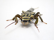 stonefly-larva