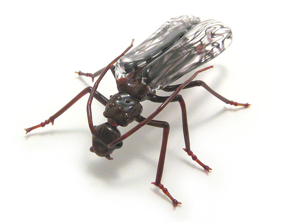 Stonefly, view 1